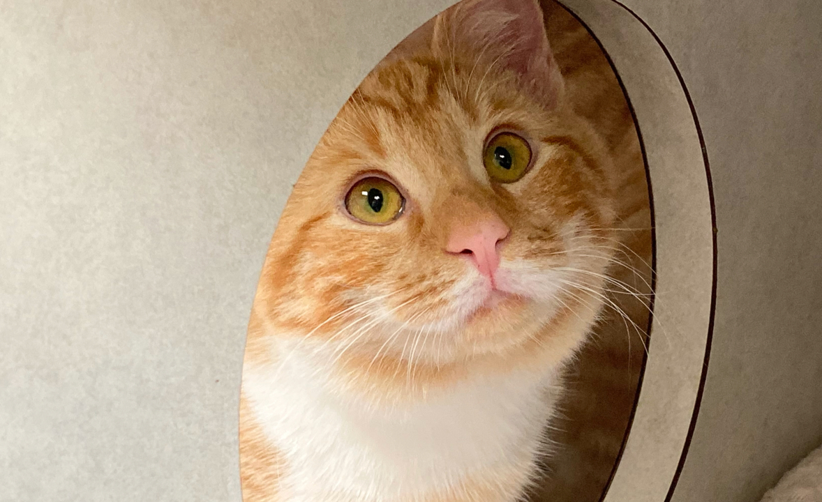 Pumpkin the orange tabby kitten needs a new home for the holidays