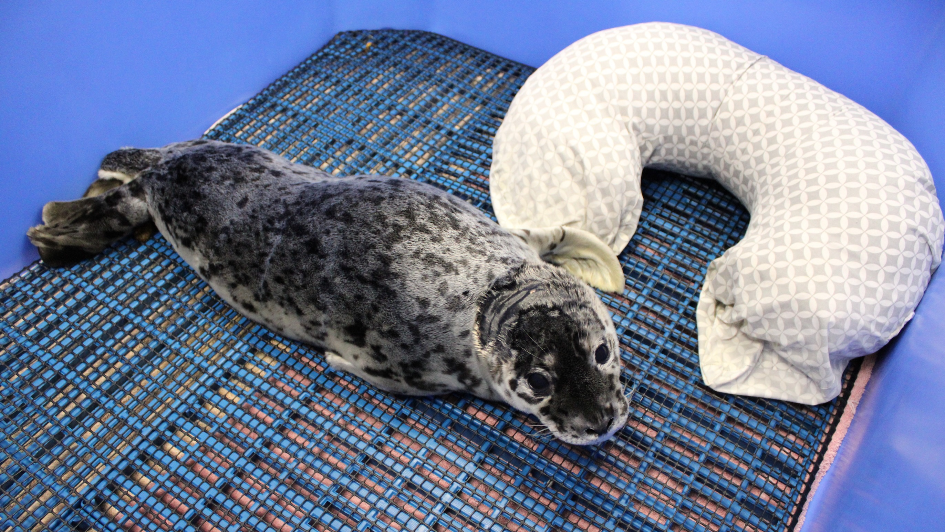 Harbor seal pup recovering after being found with gunshot wound in Bellingham
