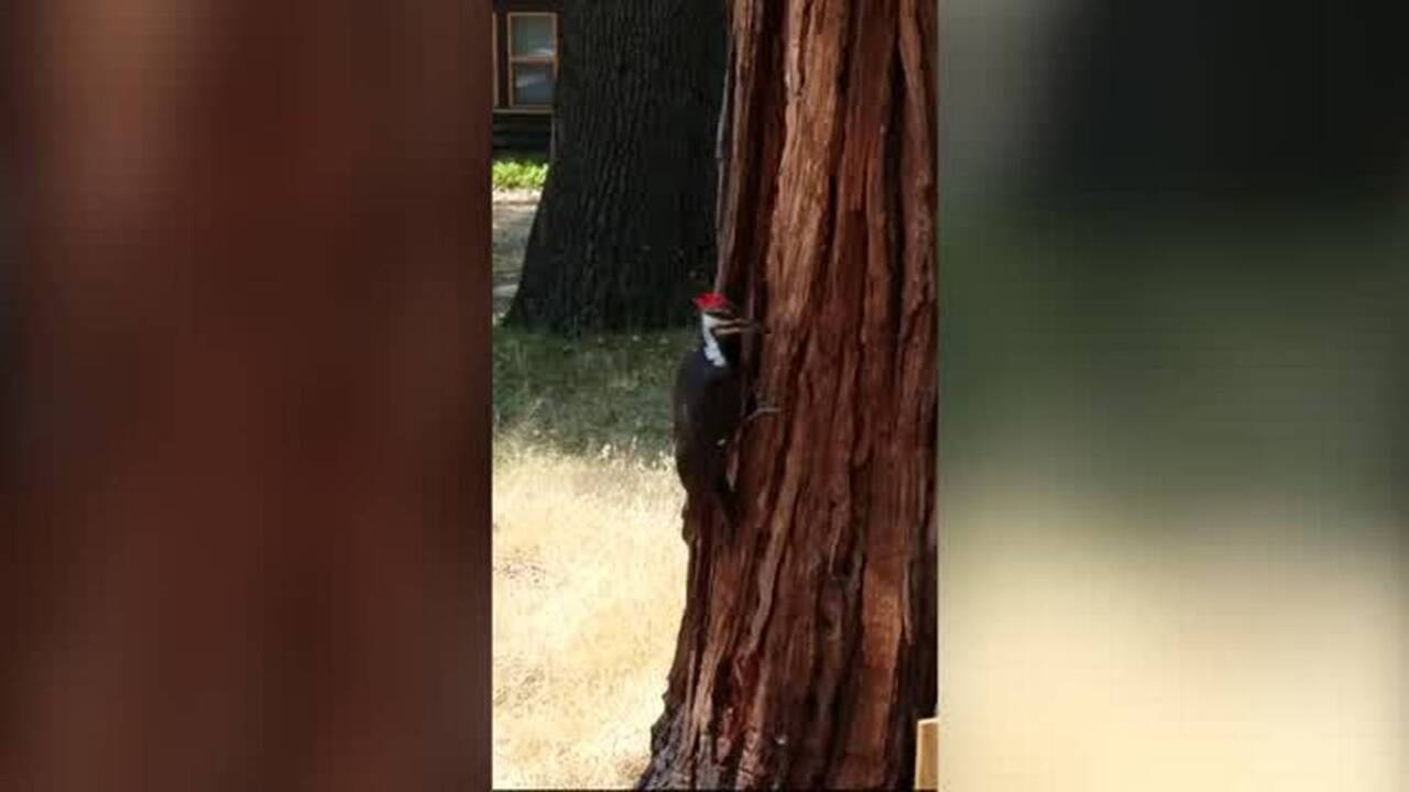 Watch these woodpeckers forage for bugs in Yosemite