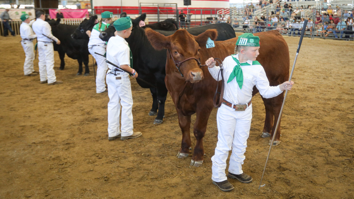 See kids showing livestock at the California Mid-State Fair