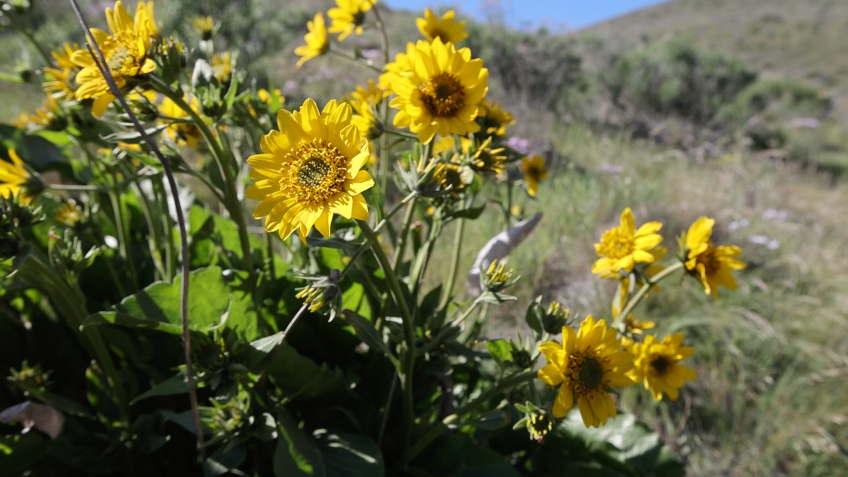 Badger Mountain Superbloom. Why are there so many wildflowers in Eastern WA this spring?
