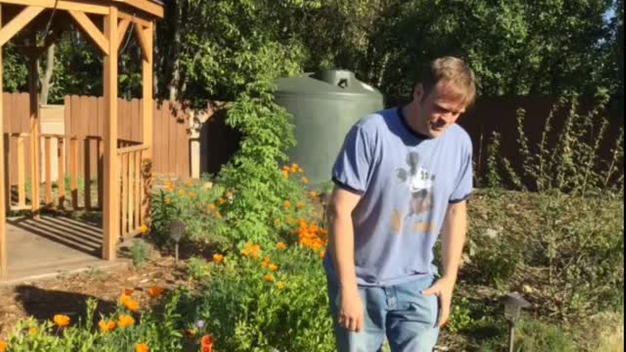 Rain garden flows with native flowers during California drought