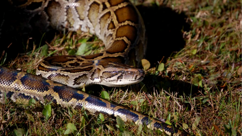 How to spot Florida's invasive Burmese pythons in the wild