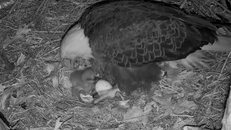 Second egg hatches, as fluffy eaglet gets in the way of hatching on Hilton Head eagle cam