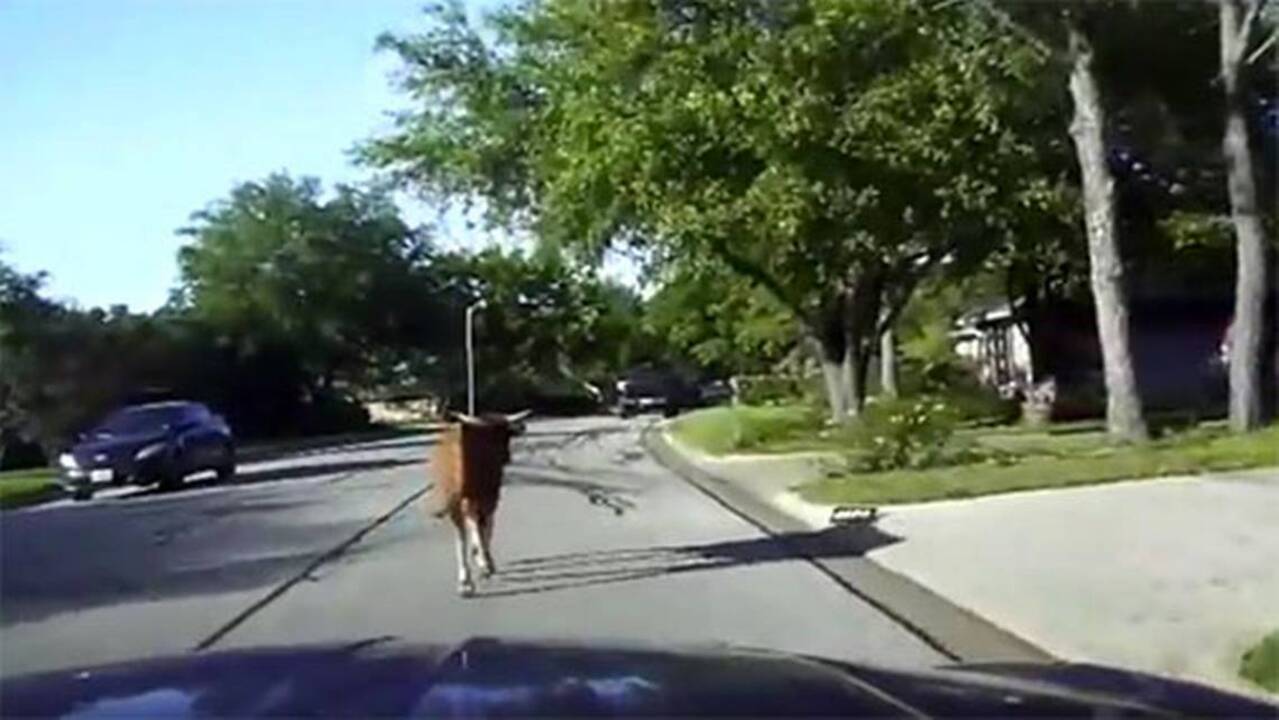 Texas 911 callers: 'There's a bull in the neighborhood'