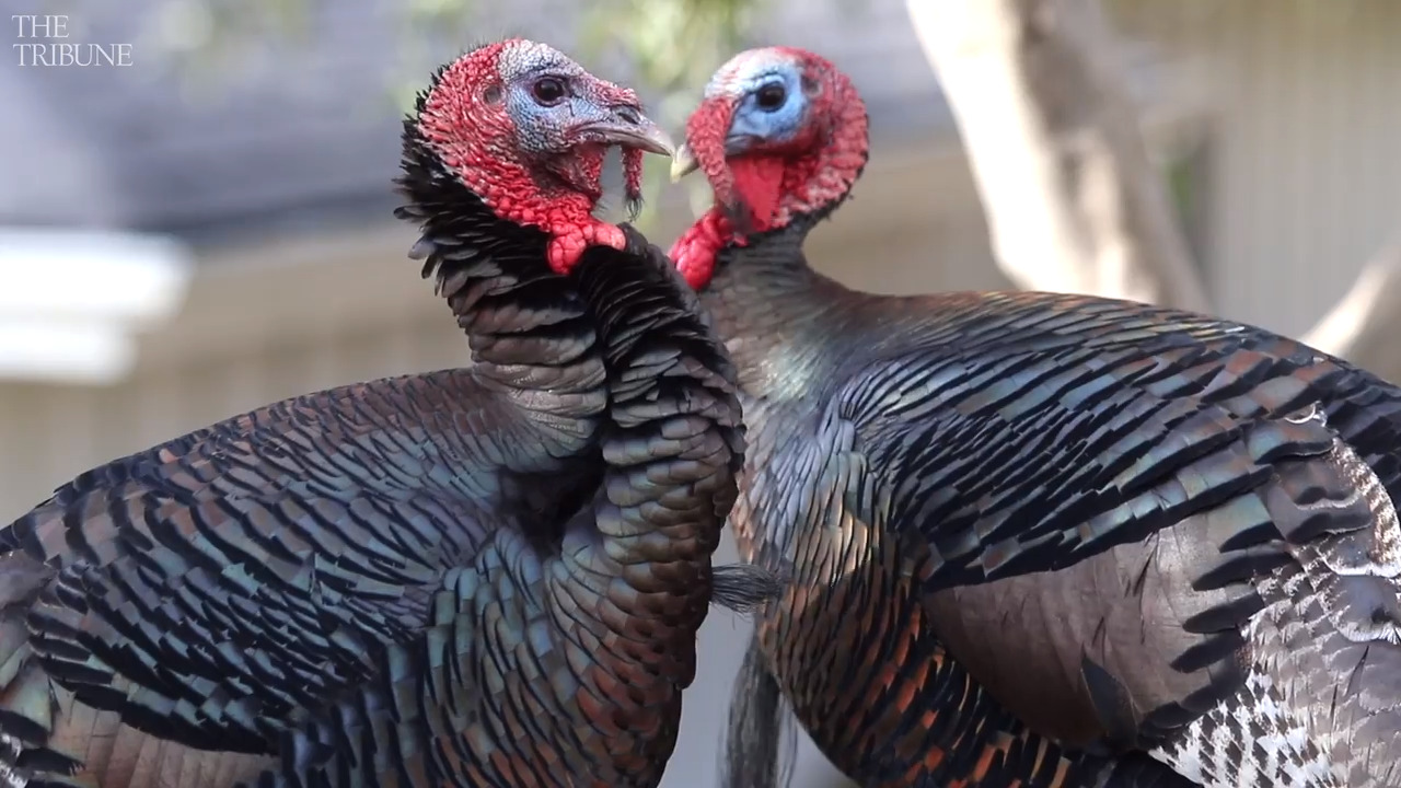 Wild turkeys are a blessing — Tribune’s negative piece was a fowl call