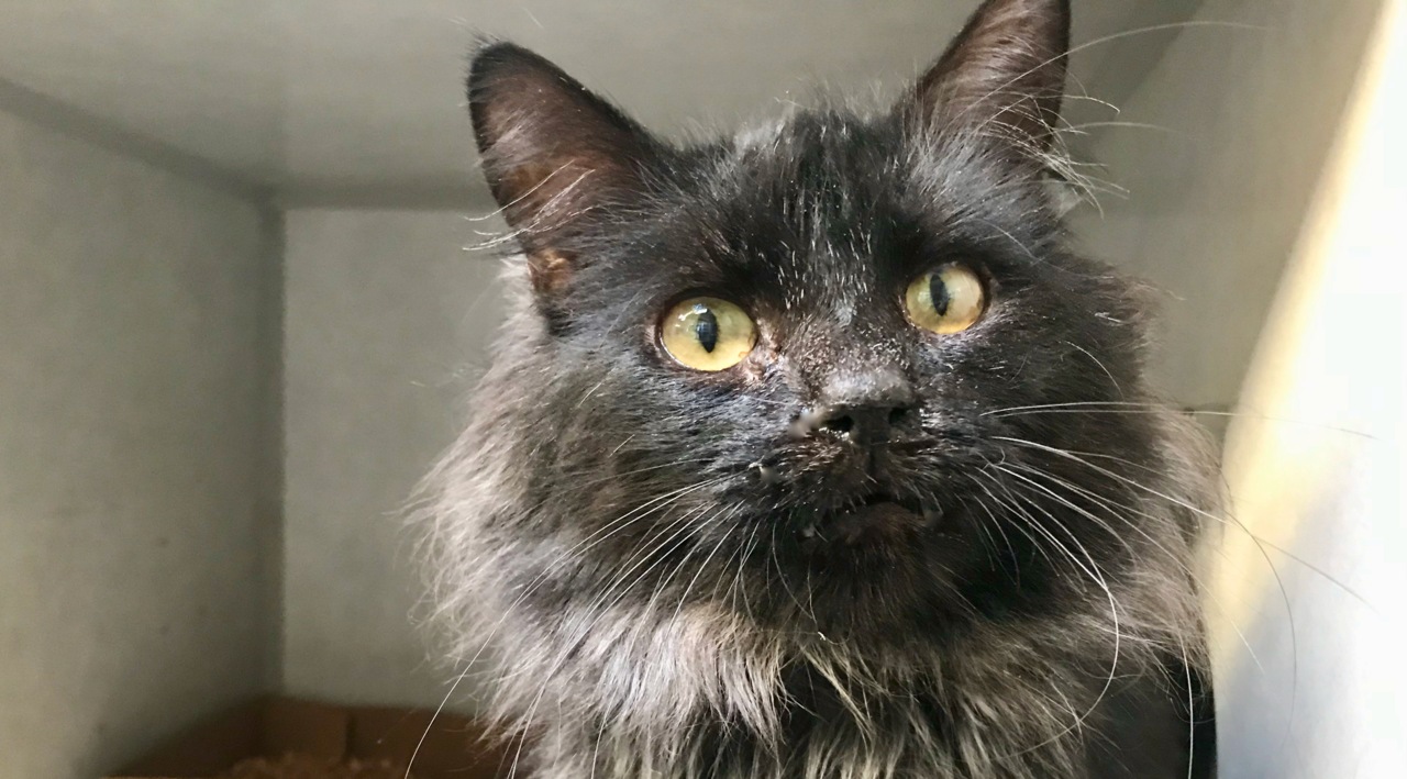 Booker the cat has overcome hard times and a kitty cold. Now he needs a new home
