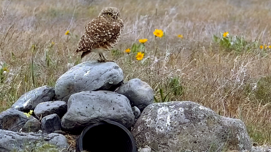 Watch a livestream camera for Mid-Columbia burrowing owls