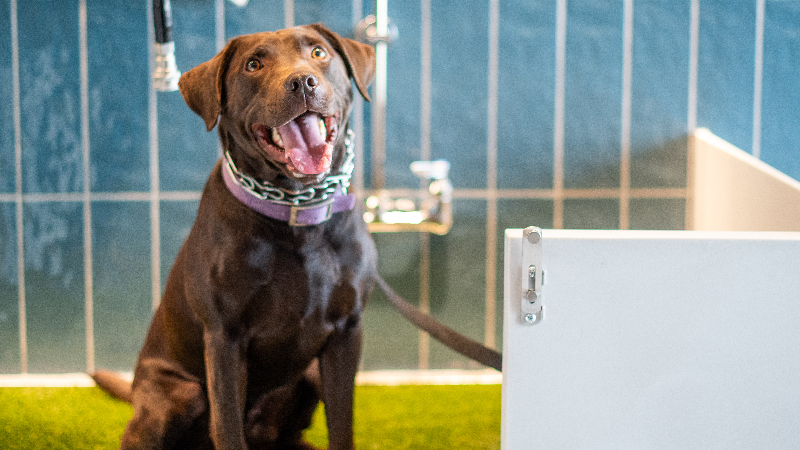 Pet relief areas are now open in both RDU airport terminals