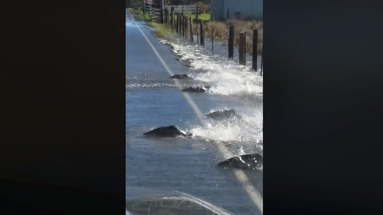 Why did salmon cross the road? (insert punchline here)