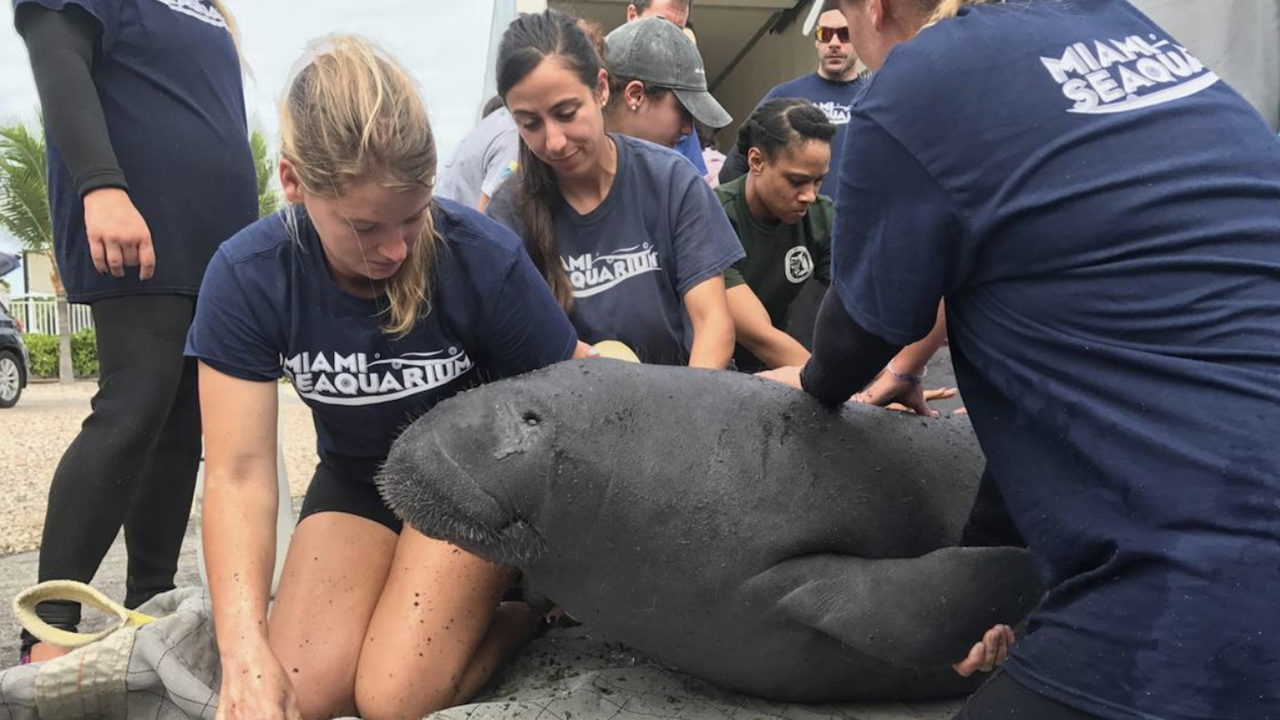 Two orphaned young manatees returned to FL Keys after rehab | Miami Herald