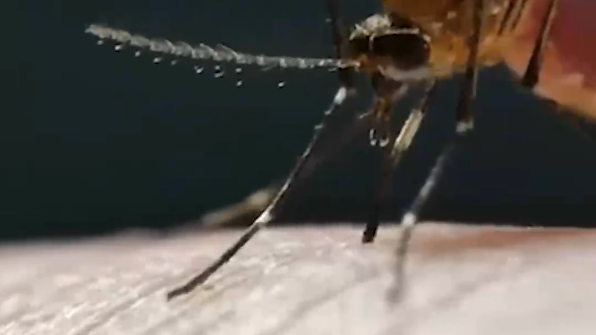 Yellow Fever mosquito spotted on Central Coast — plus another ‘aggressive biter’