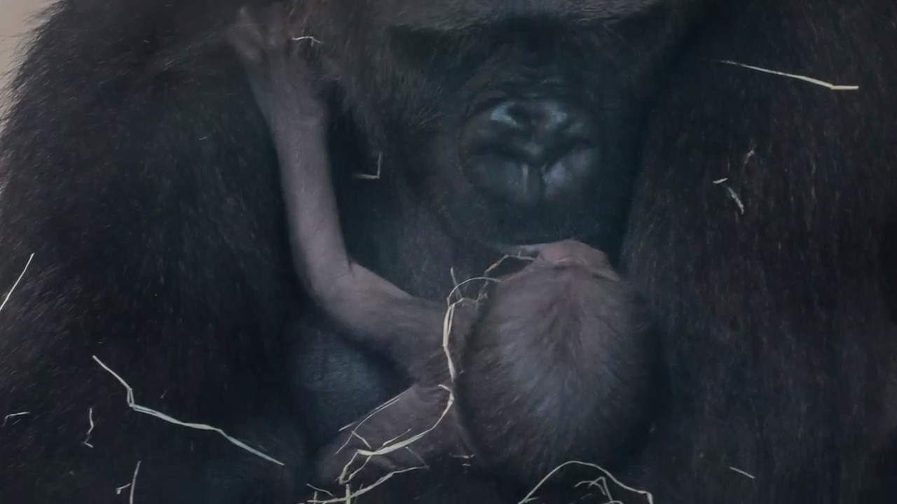 What does it take to raise zoo babies? Columbia's Riverbanks has an answer