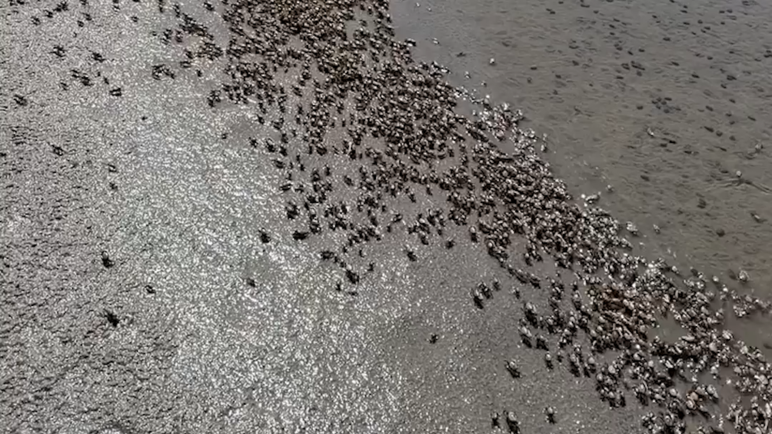 Massive fiddler crab colony swarm NC reserve