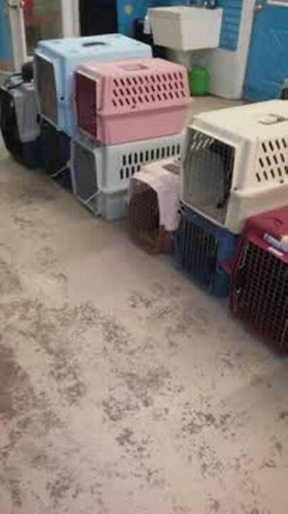 Local shelter rescues 23 dogs from home near Wichita