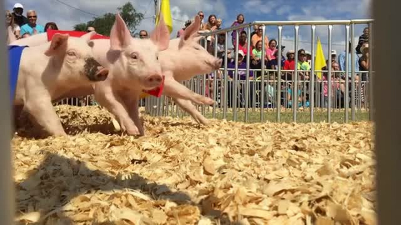 2015: Racing pigs - in slow motion - at the Kansas State Fair