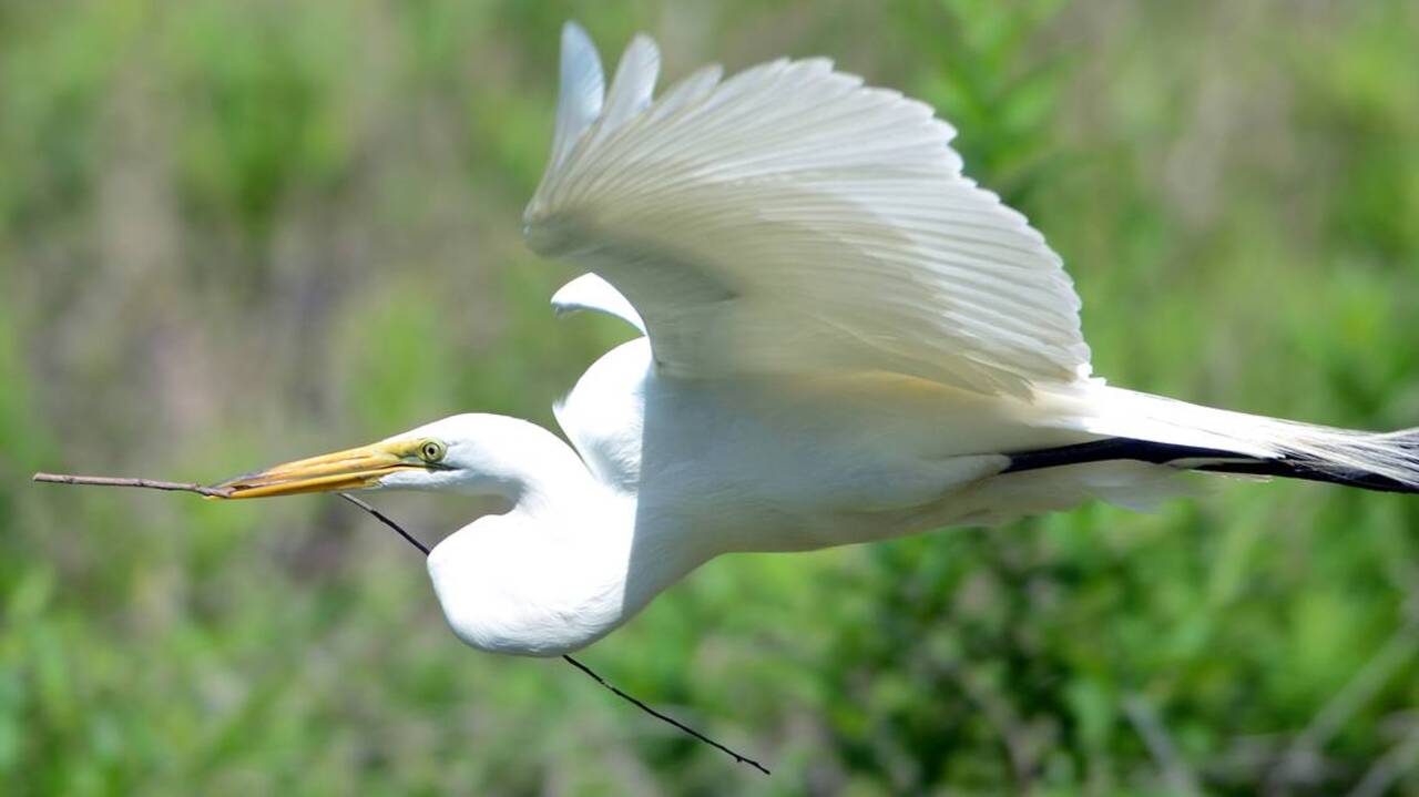 It’s Christmas time, and you know what that means... time for the annual bird count!