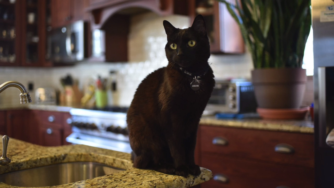 RIP, Alexei. Governor Cooper’s black cat dies after lymphoma diagnosis