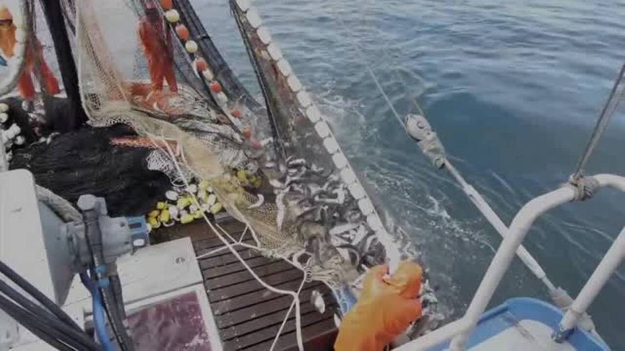 Looking for local seafood? There’s a new option coming to Bellingham’s waterfront