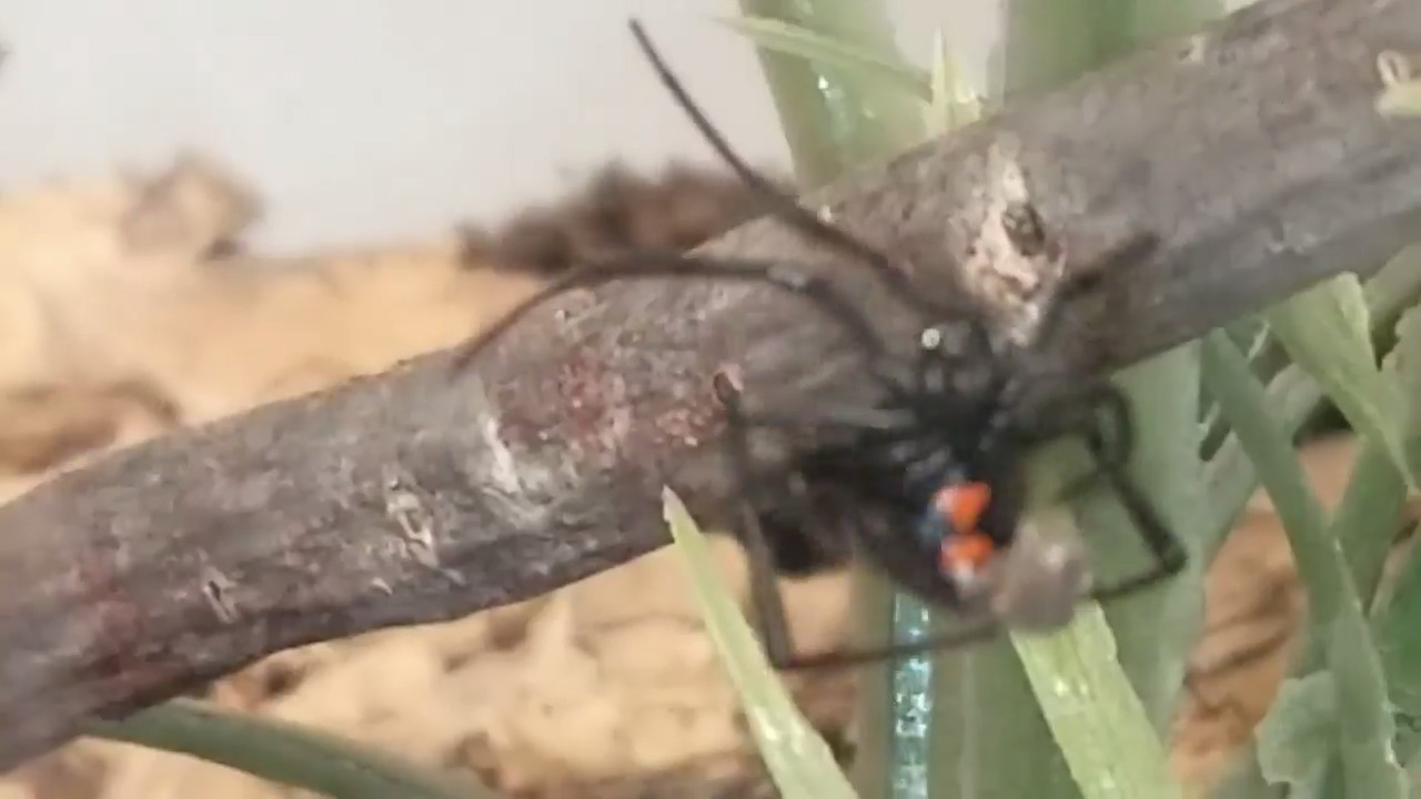 He found a black widow in a bag of broccoli. Then the spider was adopted