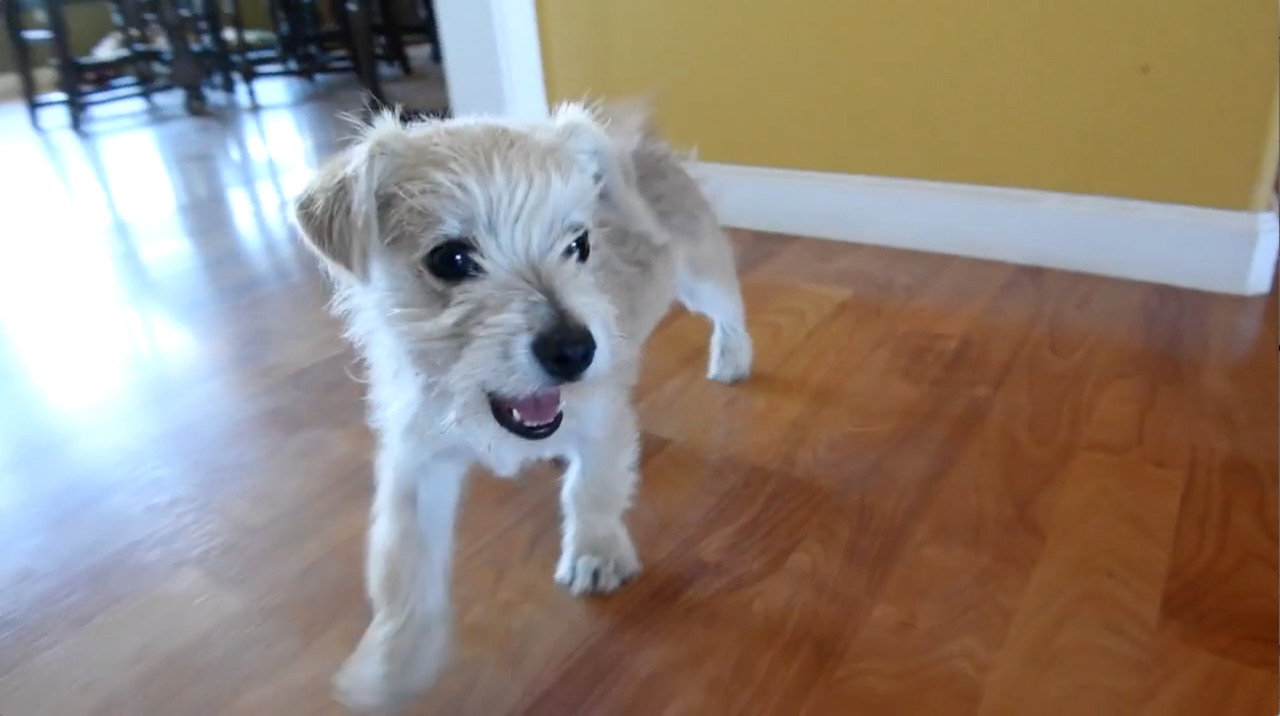 Abandoned pup rescued by UPS driver has a new home