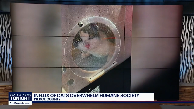 Tacoma shelter overwhelmed with cats after 2 major rescues