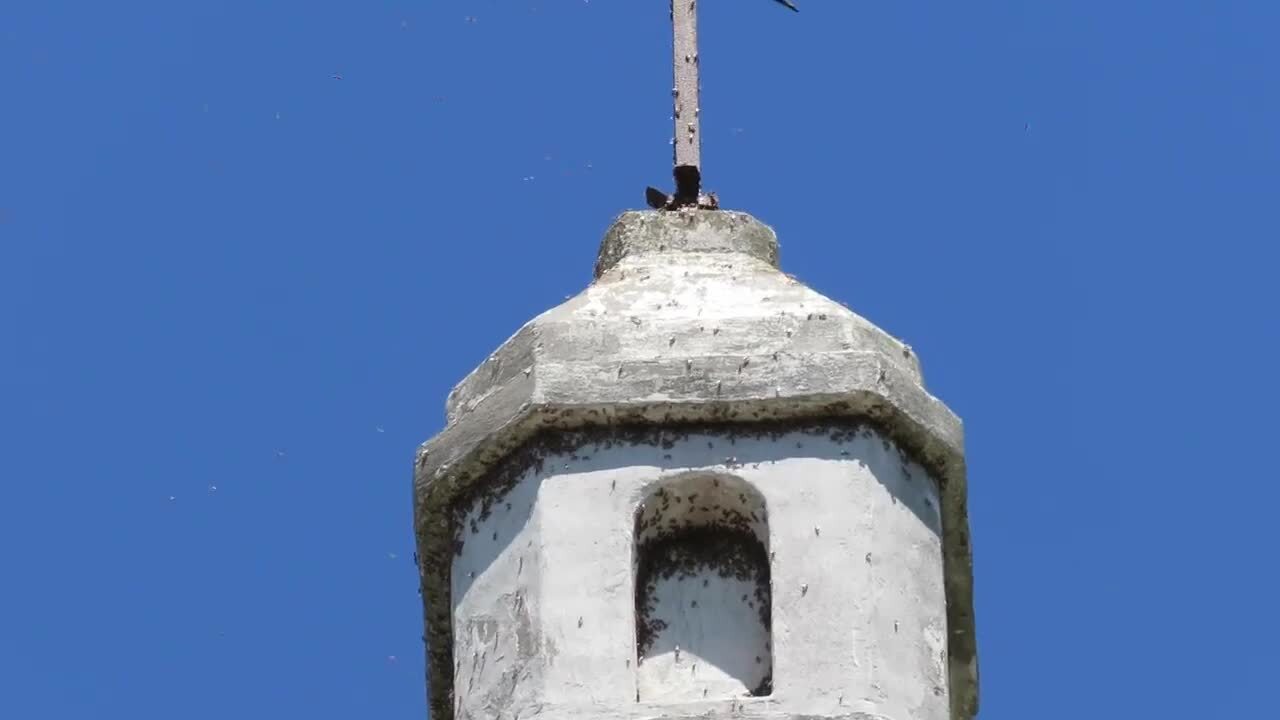 Video captures army of red harvester ants climbing church tower