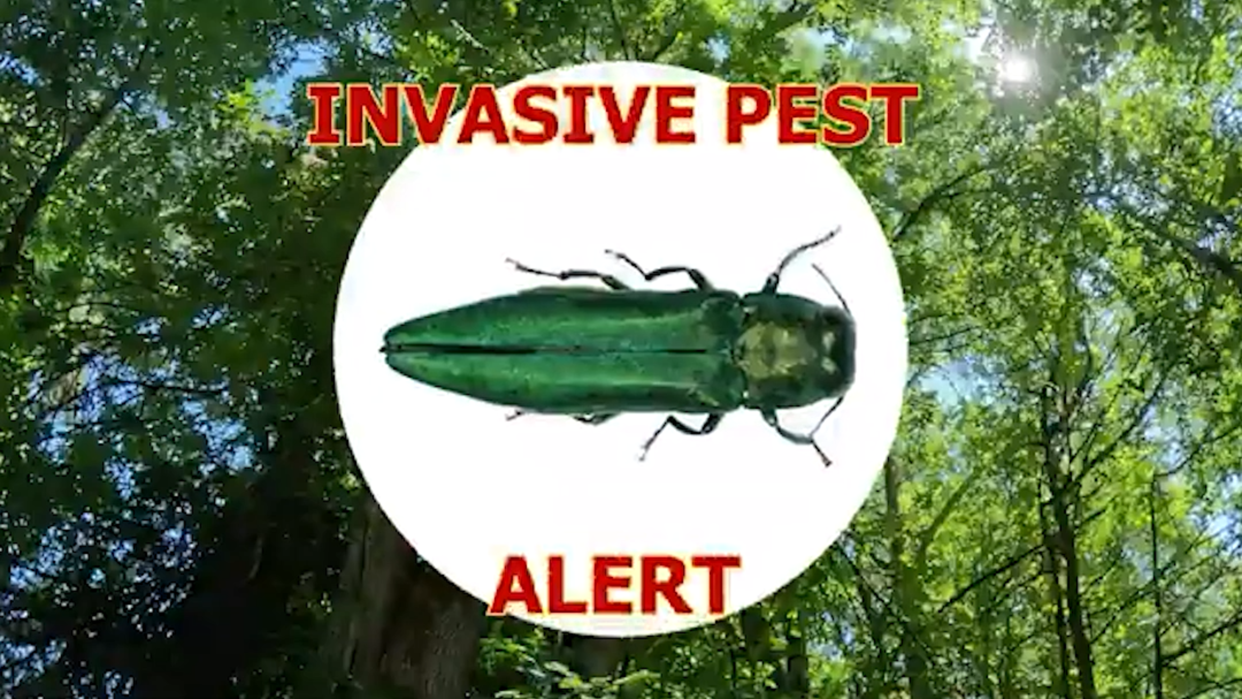 A Public Service Announcement about the Emerald Ash Borer