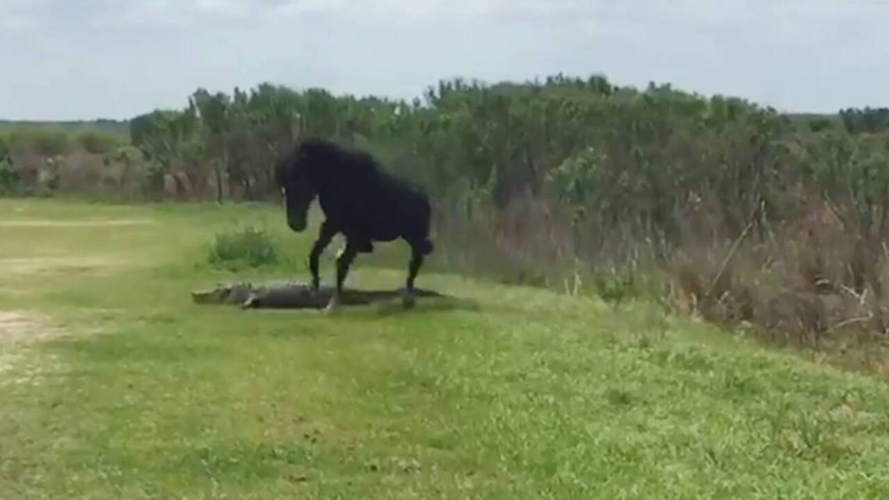 Horse versus gator: Who wins?