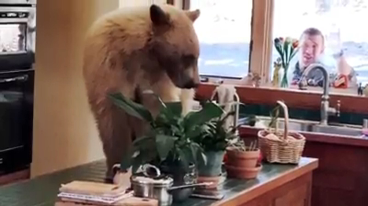 Bear invites himself into Tahoe home for lunch