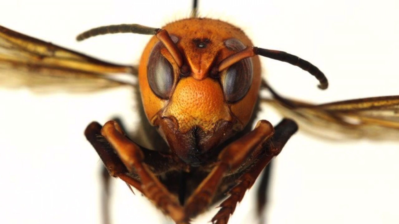 How big is an Asian giant hornet vs. a honeybee or bumblebee? There’s a chart for that