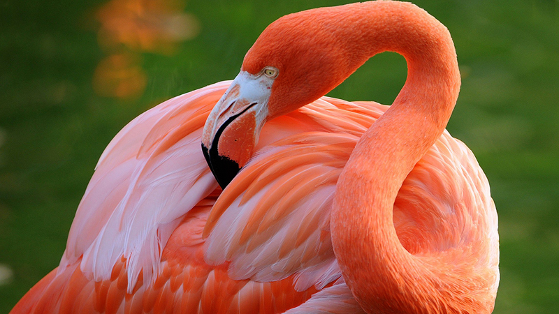 Ron Magill plans a flamingo fight in retirement