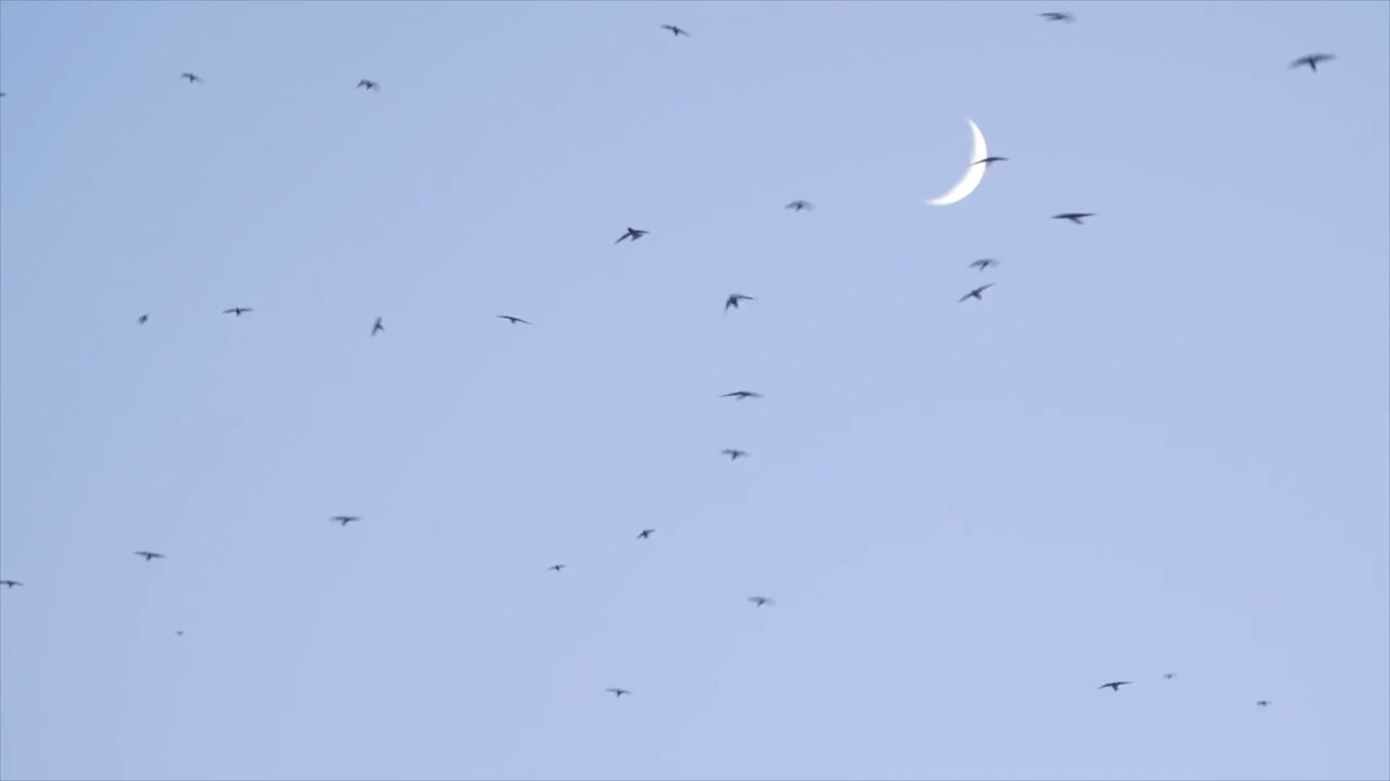 Low-flying birds lead to lower speed limit on Umstead Bridge in Outer Banks