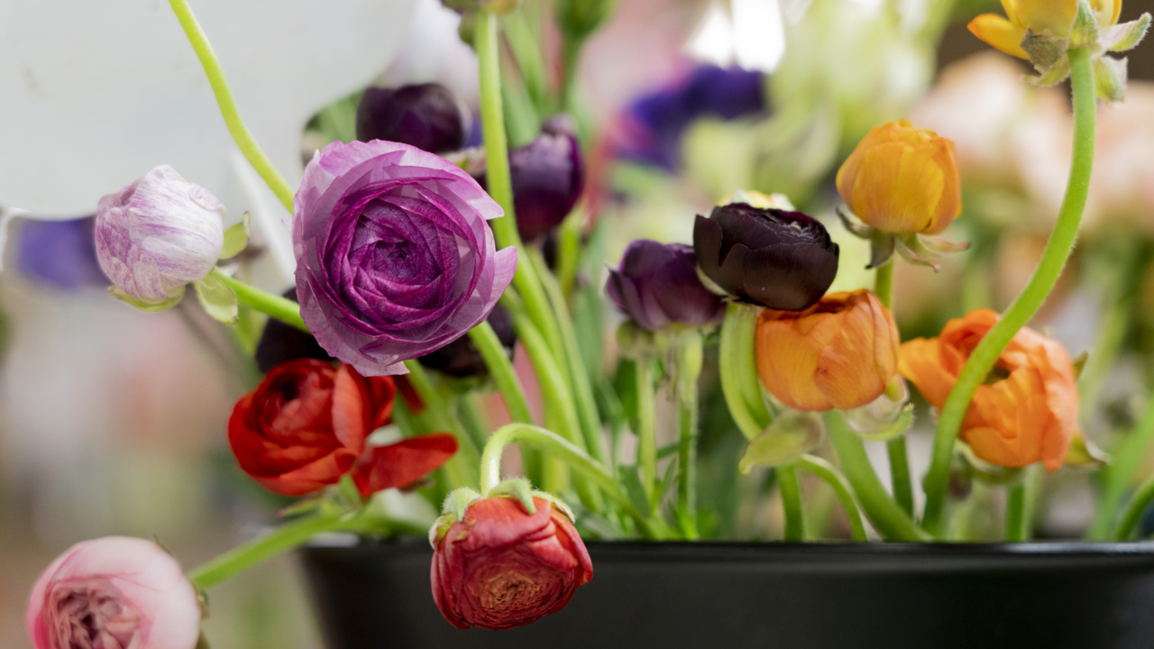 Here’s how they prep for Mother’s Day at this longtime Sacramento florist