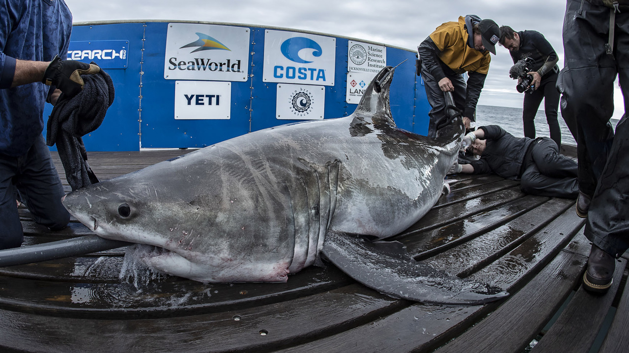 No, a 500-pound great white shark did not show up on the wrong side of the Outer Banks