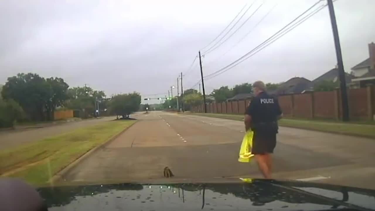 Watch a Texas police officer rescue an injured hawk | Fort Worth Star ...
