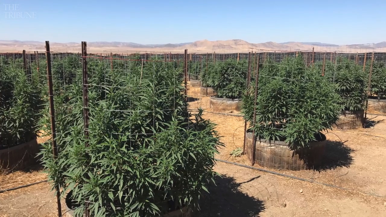 Marijuana growers in the California Valley fight back against SLO County