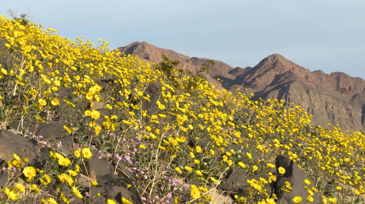 Death Valley wildflower bloom is best in a decade, officials say
