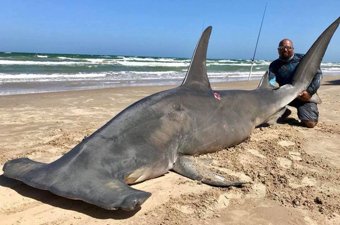 Texas fisherman catches 14-foot long hammerhead shark