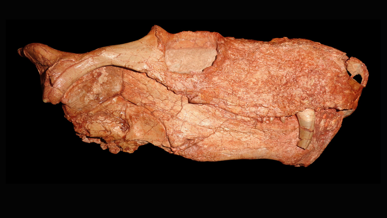 Before dinosaurs, these creatures ruled Earth. An NC paleontologist discovered them
