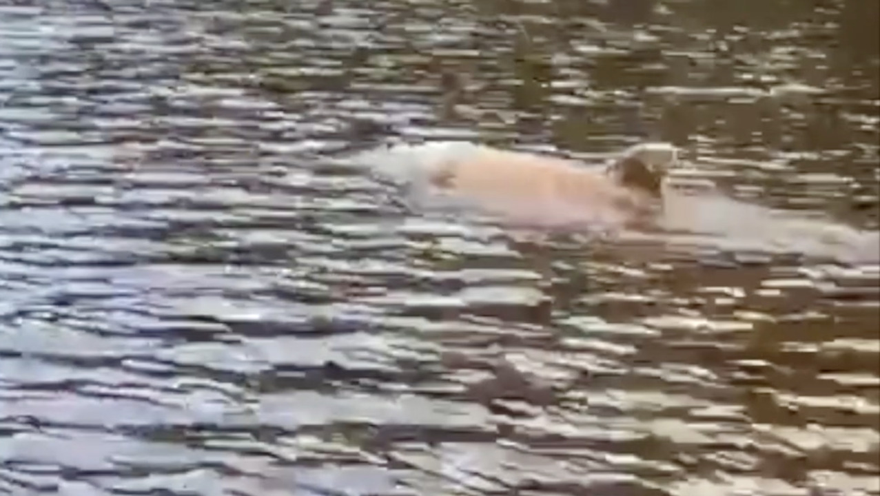 Rare sighting of bottlenose dolphin up the Neuse River
