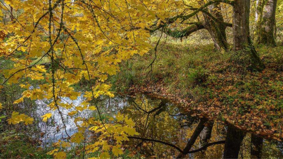 Best fall hikes in Pierce County
