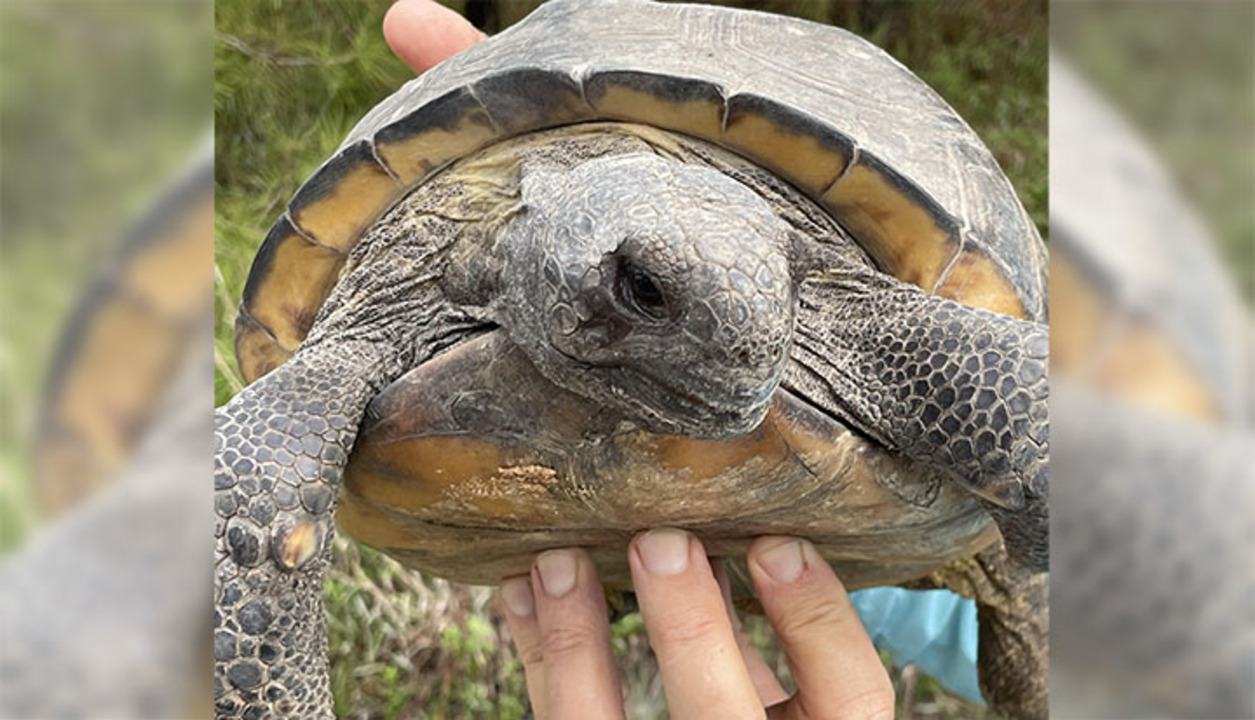 SC wildlife expert explains how gopher tortoises share burrows with snakes and others