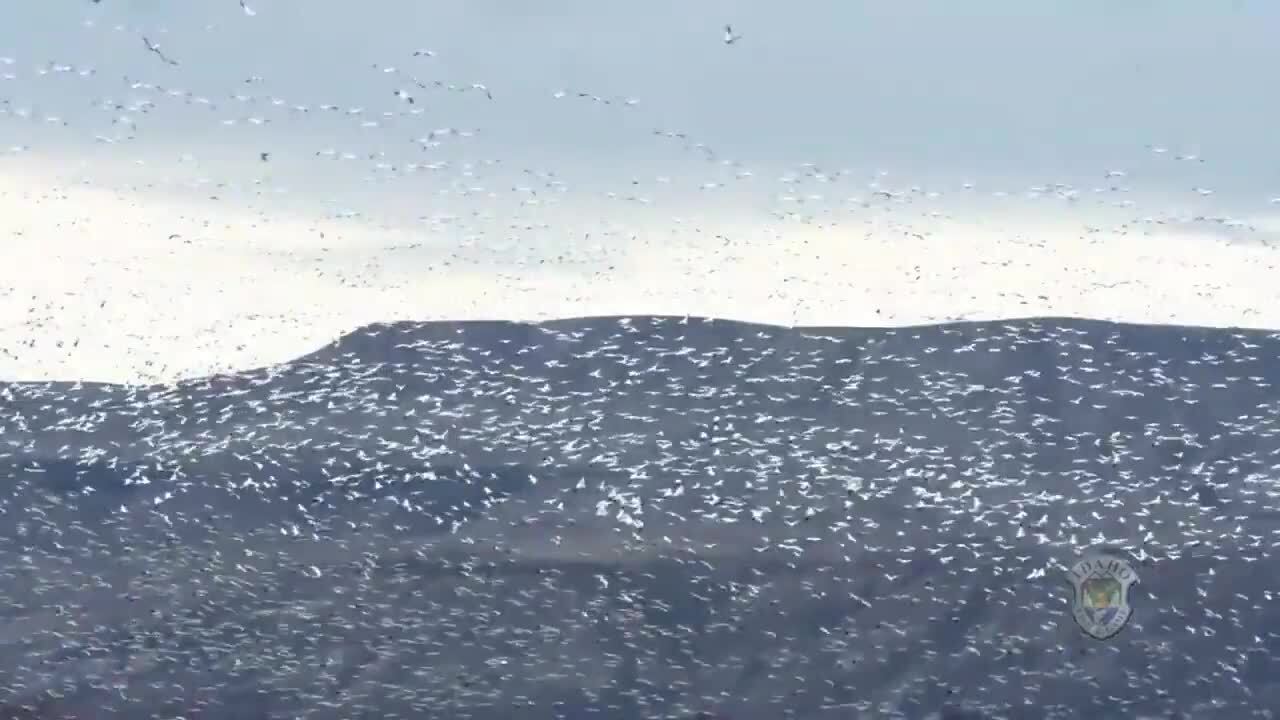 Thousands of snow geese flying above the Treasure Valley? Here’s what it looks like.