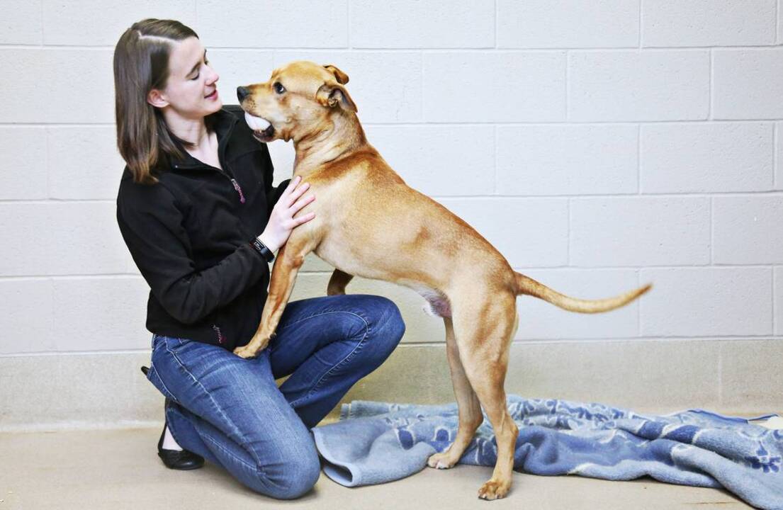 SPCA of Wake County celebrates 50 years of life saving service