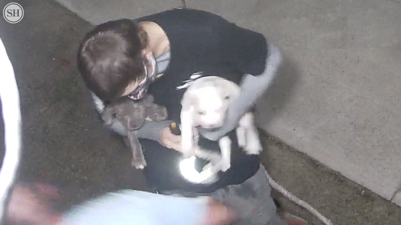 Thieves caught on video stealing rescued puppies from Mississippi animal shelter
