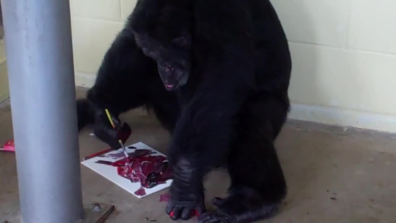 You can buy paintings made by chimpanzee at at this Miami Art Week event in Miami Beach