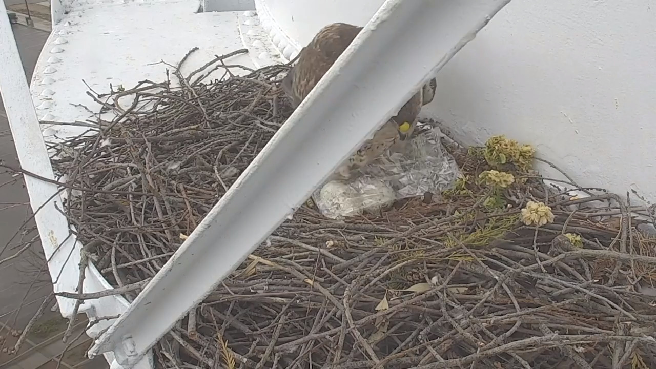 Red-tailed hawk uses plastic to shield eggs from rain