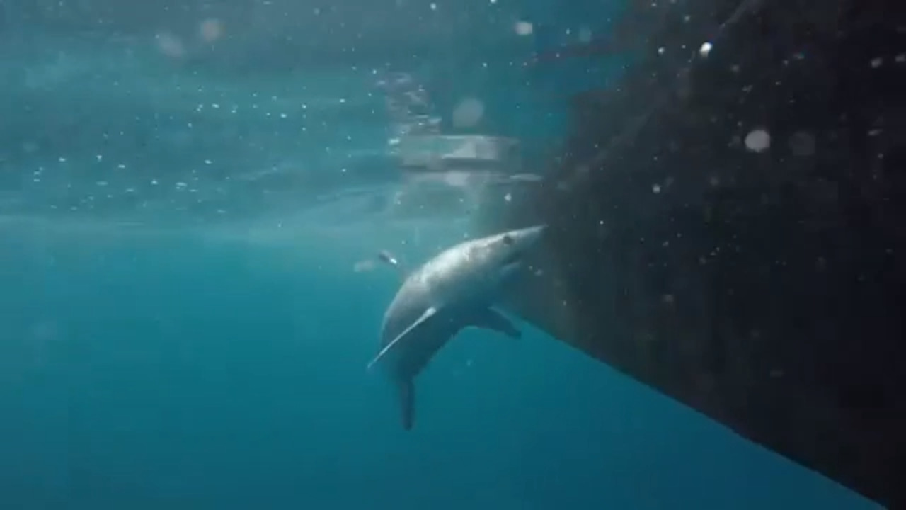 Mako shark caught biting boat off North Carolina coast