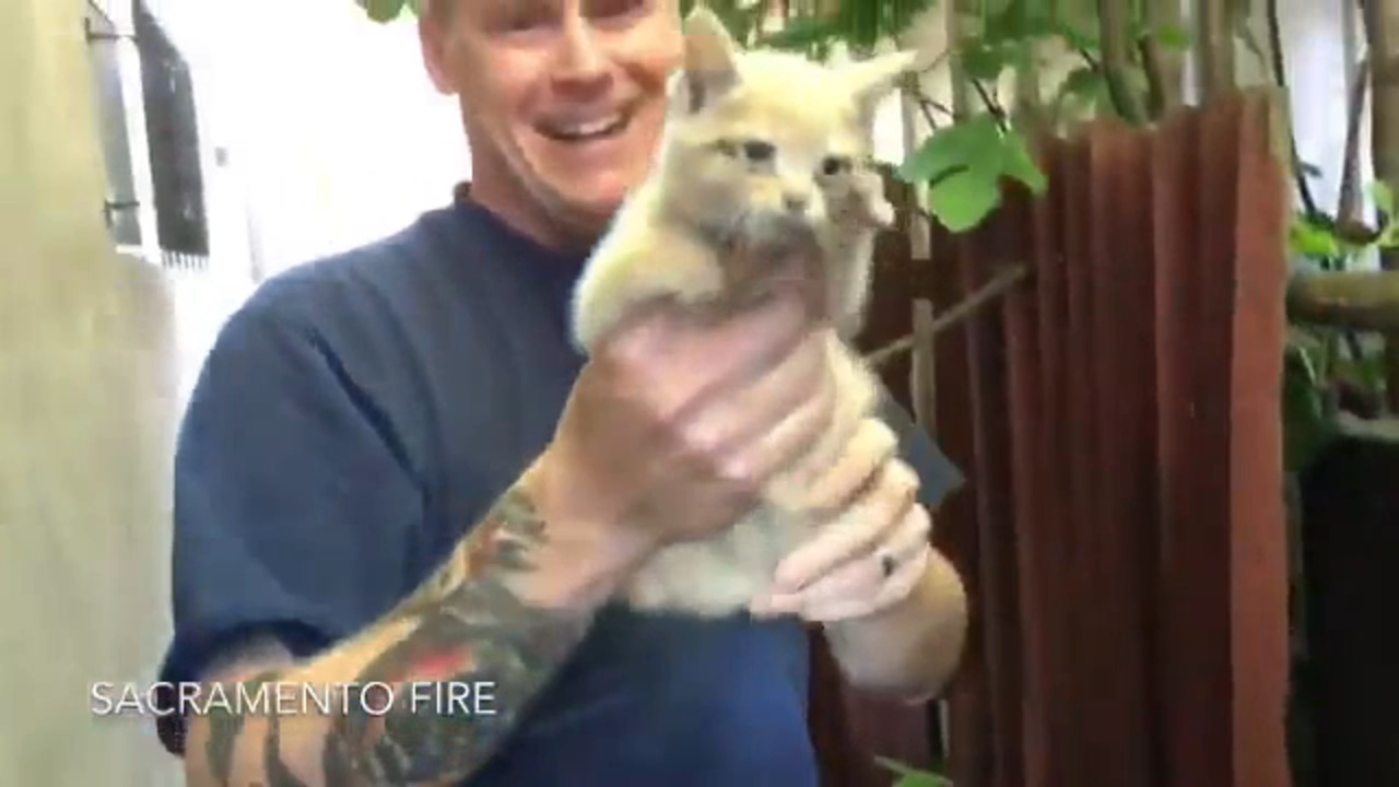 Firefighters rescue kitten in downtown Sacramento